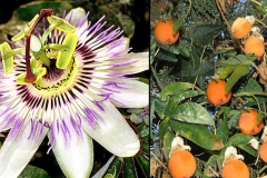 Passiflora-caerulea-e-frutti