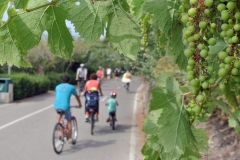 Vitis-viniferaa-028