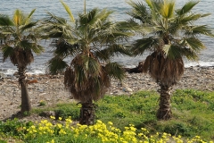 Washingtonia-robusta-3