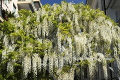 Wistaria-floribunda-multijuga