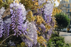 Wisteria-floribunda98