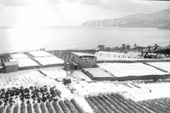 Sanremo nevicata coltivazioni alla Vesca copia